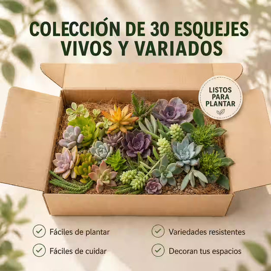 Colección de 30 Esquejes Vivos y Variados – Comienza a cultivar tus propias plantas fácilmente