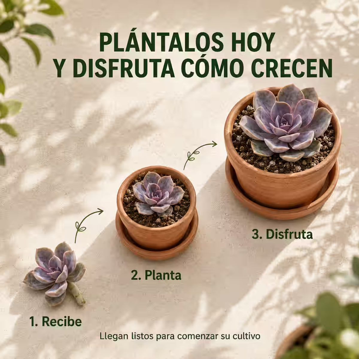 Colección de 30 Esquejes Vivos y Variados – Comienza a cultivar tus propias plantas fácilmente
